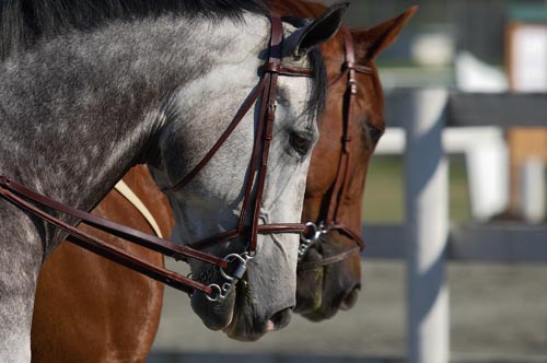 horse tack store