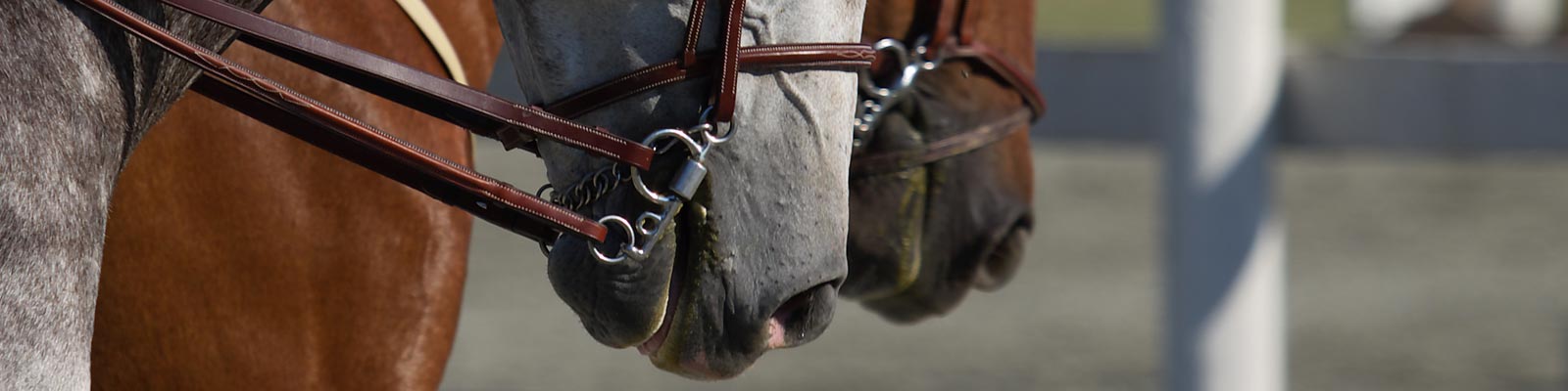horse tack store