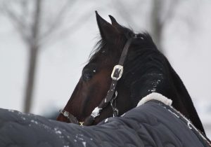 horse supply store