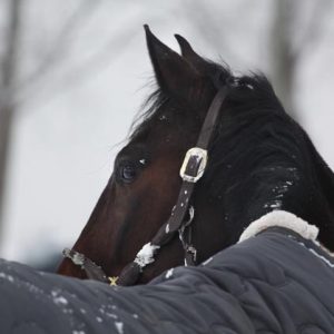 horse supply store