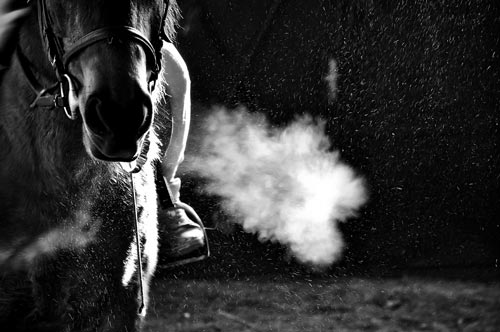 horse tack shop